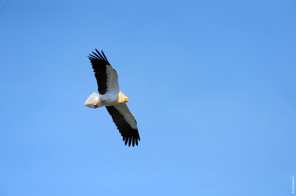 VAUTOUR PERCNOPTÈRE