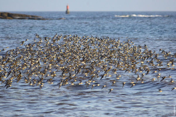 BÉCASSEAU SANDERLING