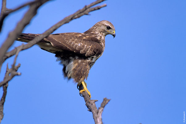 BUSE VARIABLE