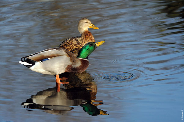 CANARD COLVERT