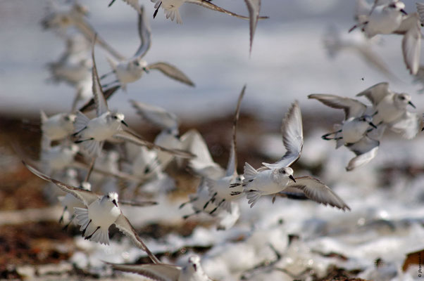 BÉCASSEAU SANDERLING