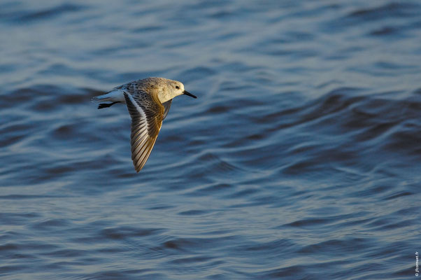 BÉCASSEAU SANDERLING