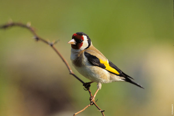 CHARDONNERET ÉLÉGANT