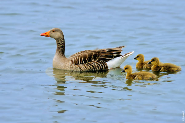 OIE CENDRÉE adulte avec poussins