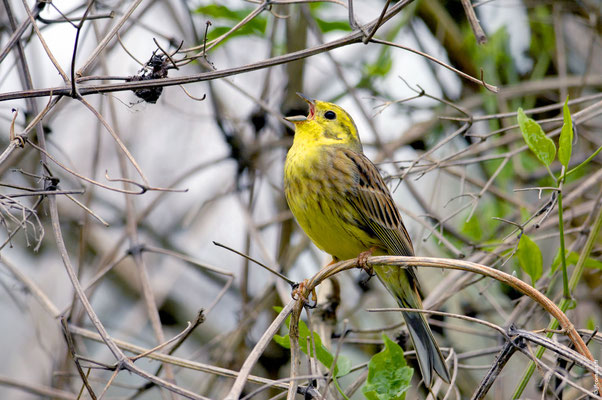 BRUANT JAUNE mâle