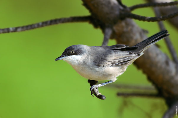 FAUVETTE ORPHÉE