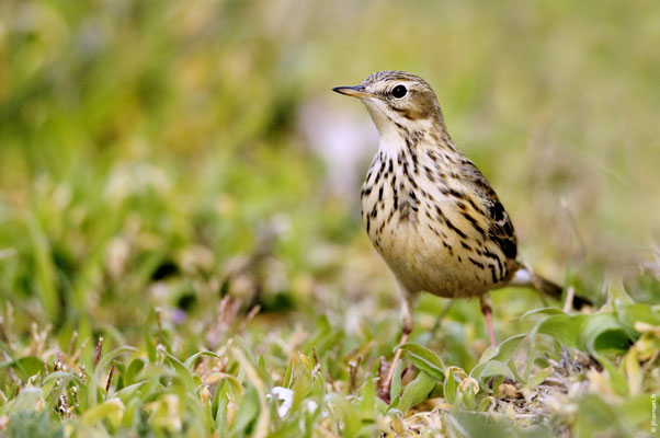 PIPIT FARLOUSE