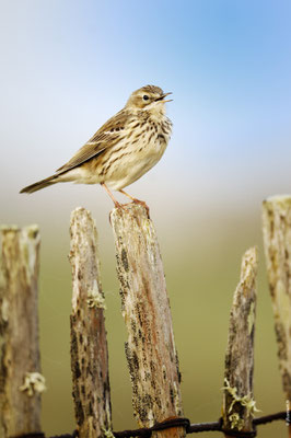 PIPIT FARLOUSE