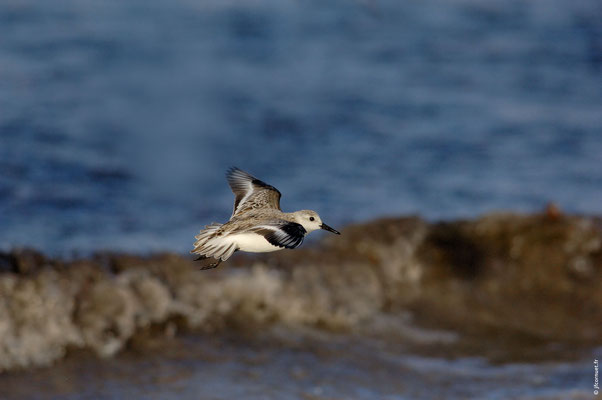 BÉCASSEAU SANDERLING