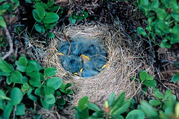 PIPIT SPIONCELLE poussins dans le nid