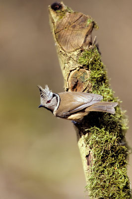 MÉSANGE HUPPÉE