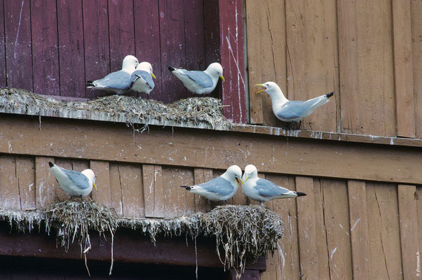 MOUETTE TRIDACTYLE