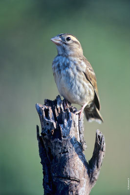 MOINEAU SOULCIE