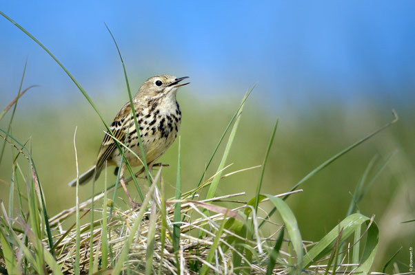 PIPIT FARLOUSE