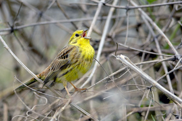 BRUANT JAUNE mâle