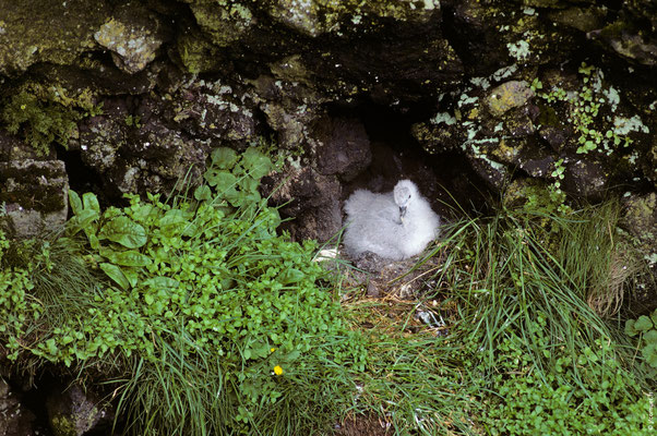 FULMAR BORÉAL poussin au nid