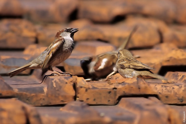 MOINEAU DOMESTIQUE