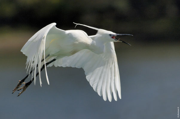 AIGRETTE GARZETTE