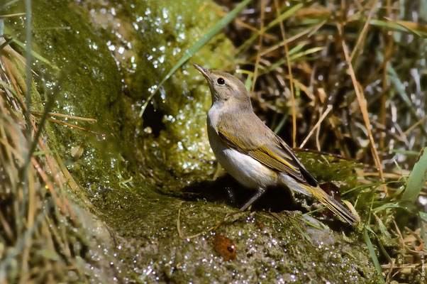 POUILLOT DE BONELLI