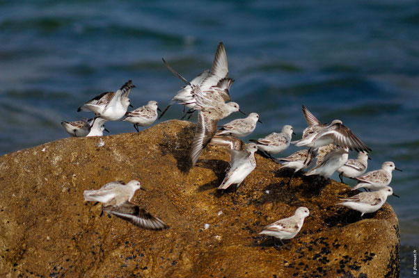 BÉCASSEAU SANDERLING