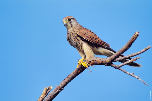 FAUCON CRÉCERELLE