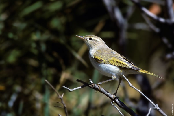 POUILLOT DE BONELLI