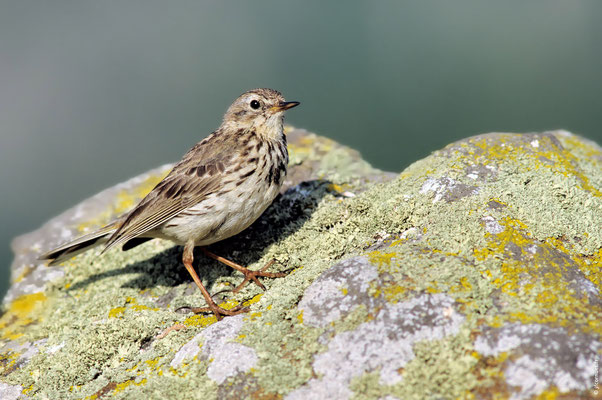 PIPIT FARLOUSE