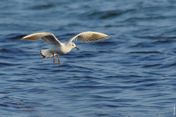 MOUETTE RIEUSE