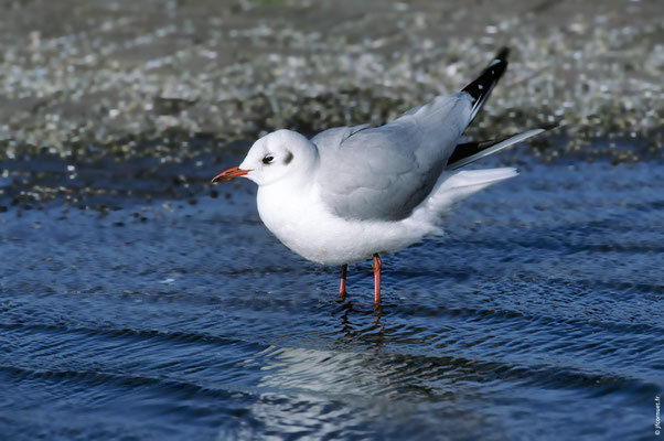 MOUETTE RIEUSE