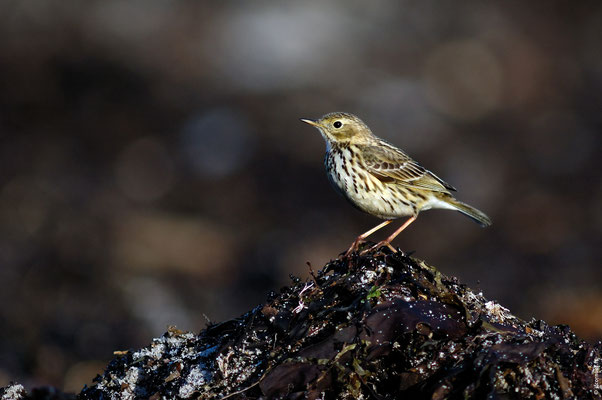 PIPIT FARLOUSE