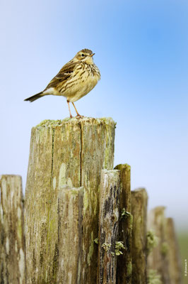 PIPIT FARLOUSE