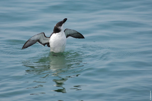 PINGOUIN TORDA