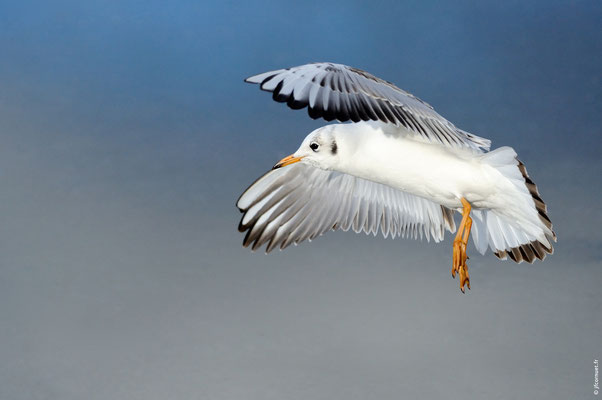 MOUETTE RIEUSE