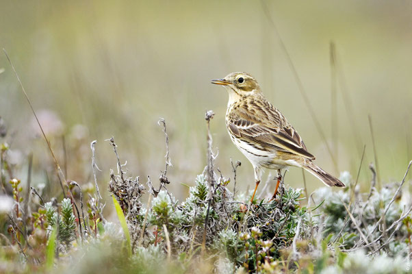 PIPIT FARLOUSE