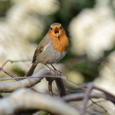 ROUGEGORGE FAMILIER adulte chantant
