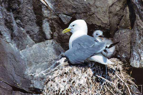 MOUETTE TRIDACTYLE