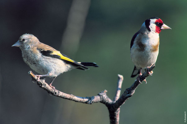 CHARDONNERET ÉLÉGANT