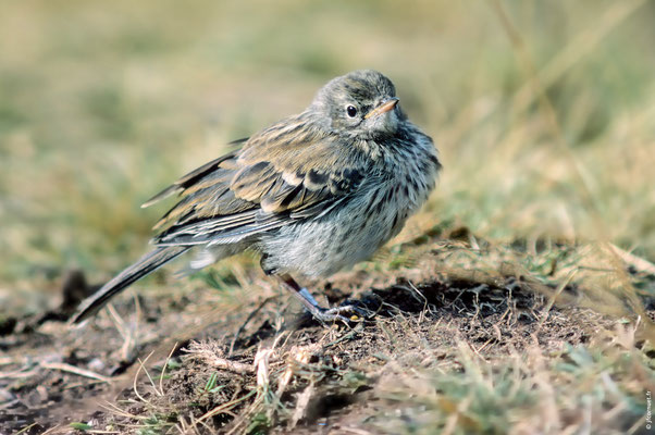 PIPIT SPIONCELLE