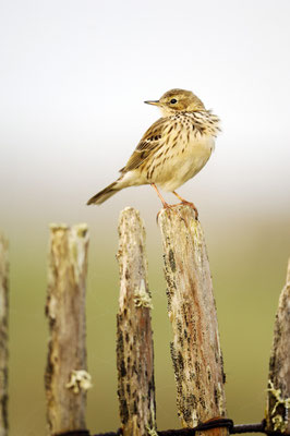 PIPIT FARLOUSE