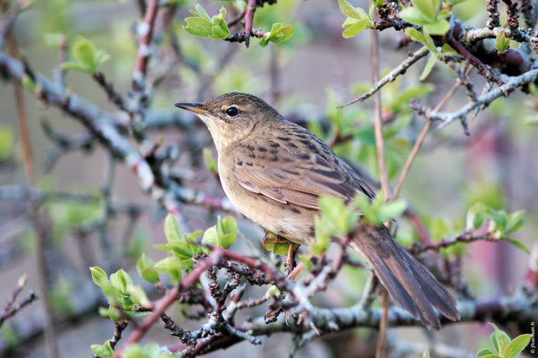 LOCUSTELLE TACHETÉE