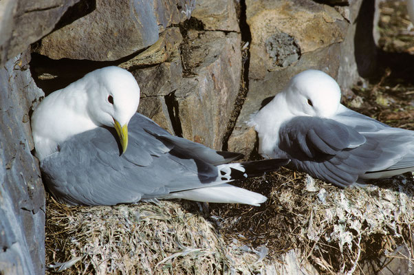 MOUETTE TRIDACTYLE