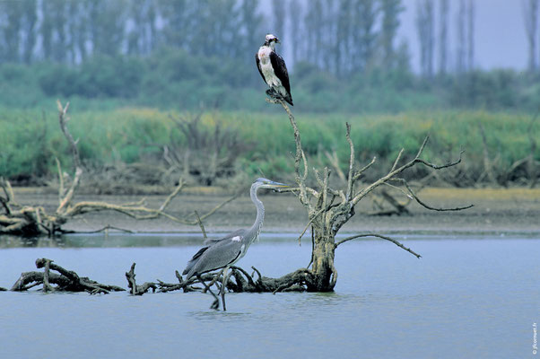 BALBUZARD PÊCHEUR