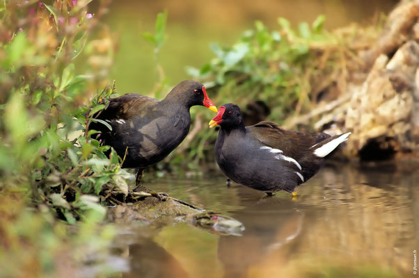 POULE D'EAU