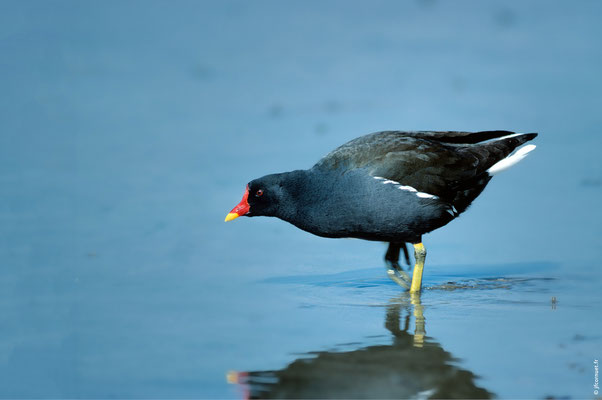 POULE D'EAU