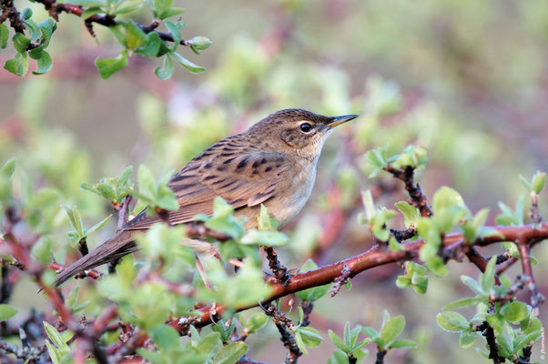 LOCUSTELLE TACHETÉE