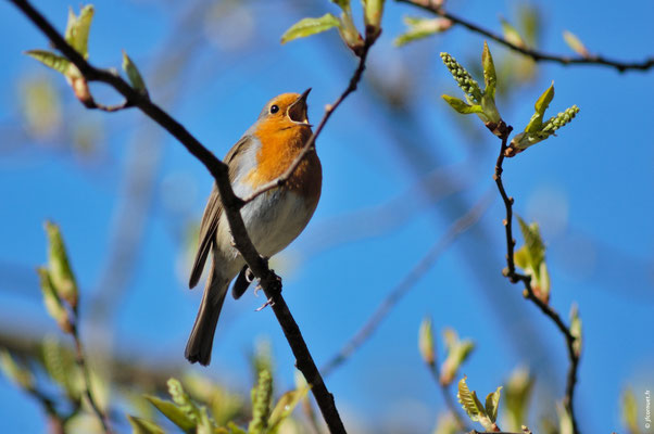 ROUGEGORGE FAMILIER adulte chantant
