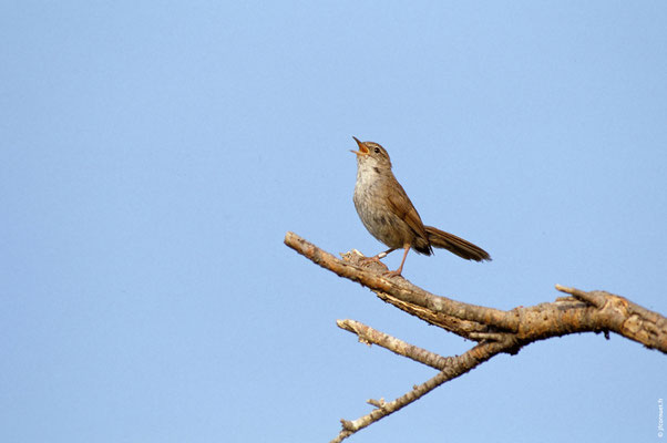 BOUSCARLE DE CETTI