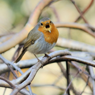 ROUGEGORGE FAMILIER adulte chantant