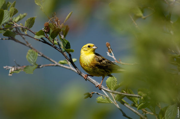 BRUANT JAUNE mâle