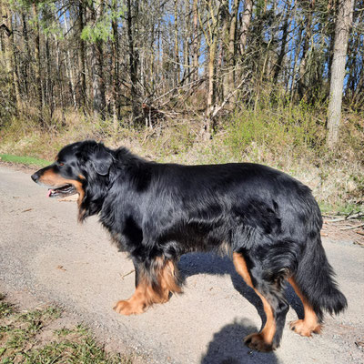 Alfons (Balou) am 8.4.2025